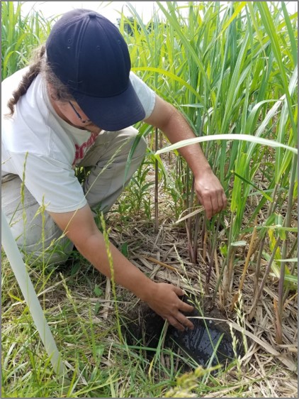Springfield soil pit